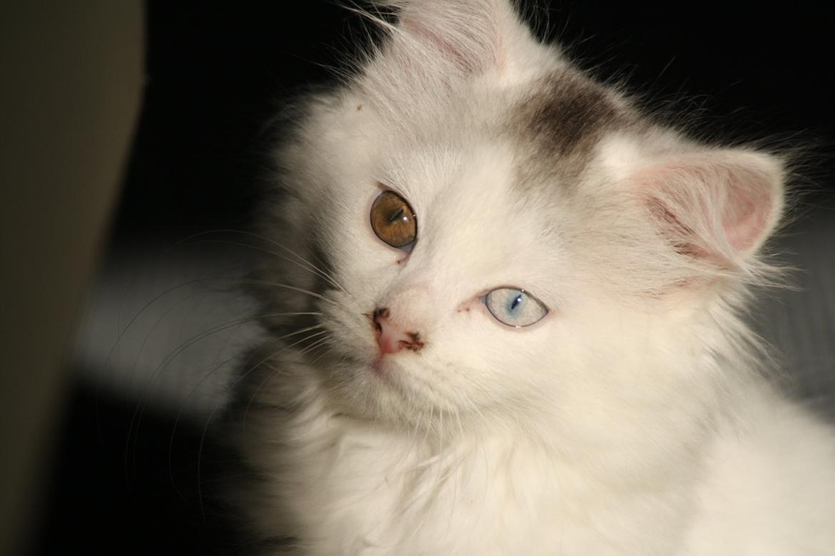 Blanding af racer Cleo..<3 billede 9