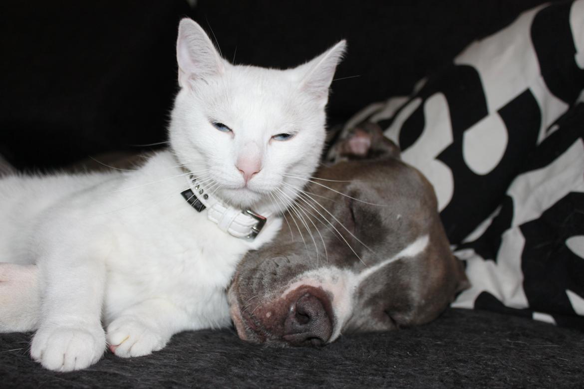 Huskat Tumle <3 Min drømme kat <3 Mit hjerte barn <3 billede 19