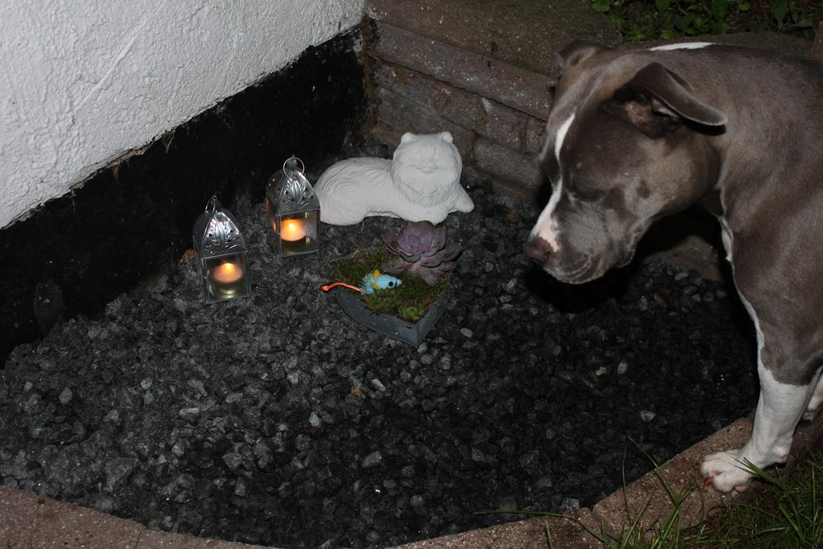 Huskat Tumle <3 Min drømme kat <3 Mit hjerte barn <3 - Hej og tak for du kiggede min profil. Hvis du har lagt en bebømmelse, kommentar eller stemt i mine udfordringer så kigger vi self tilbage. :o

Jeg savner dig Tumle <3 Kys & Pote Dask Lola  billede 20