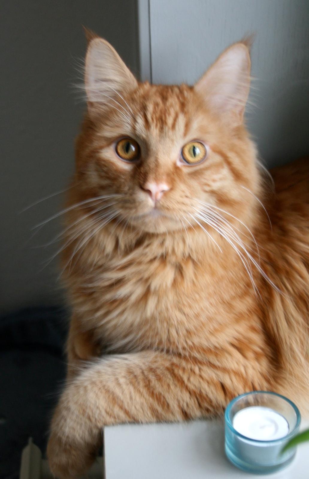 Maine Coon Joey billede 20