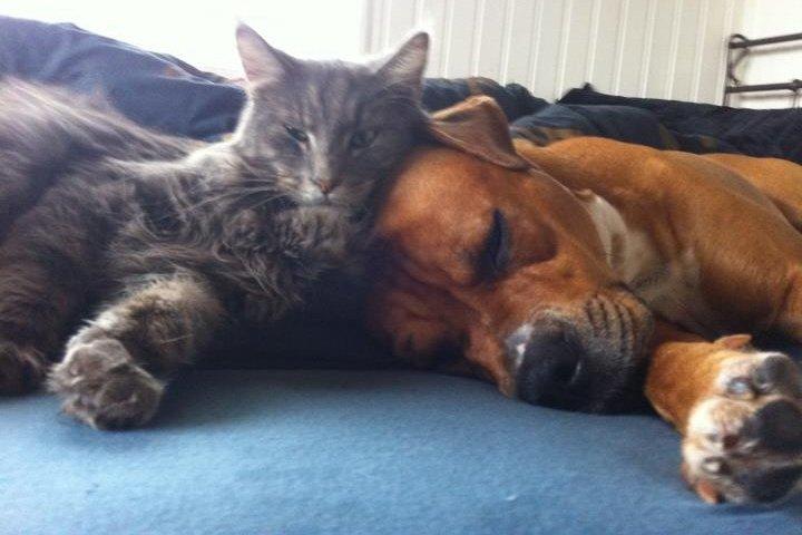 Maine Coon Bobby (hvil i fred <3) - putte tid med Cash (: billede 23