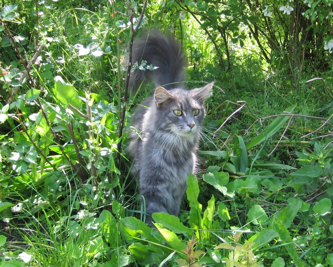Maine Coon Bobby (hvil i fred <3) - Bobby mis på jagt  billede 13