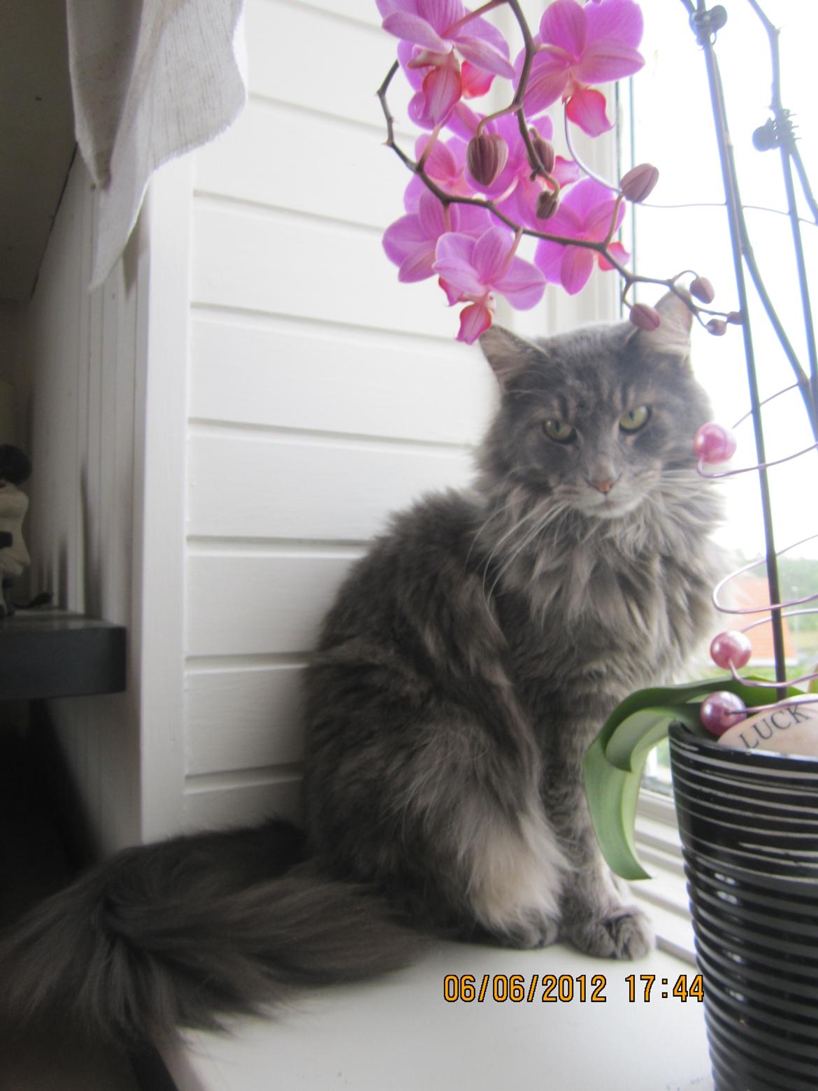 Maine Coon Bobby (hvil i fred <3) - Smukke mis (: billede 12