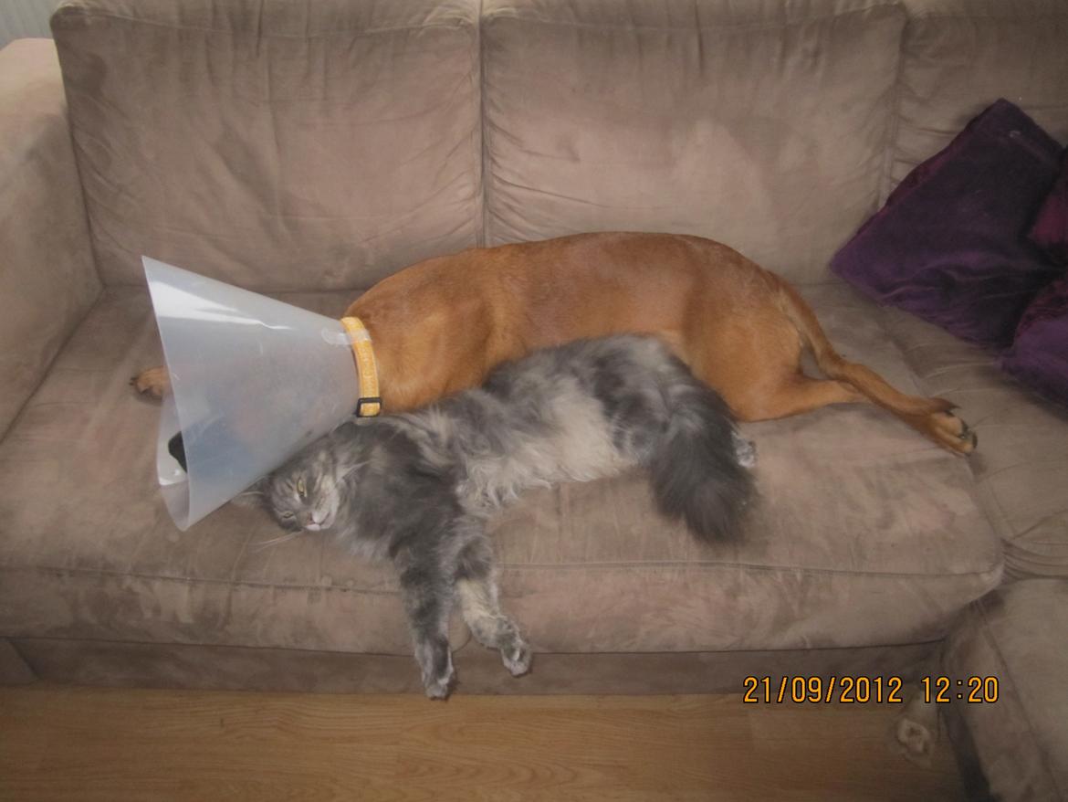 Maine Coon Bobby (hvil i fred <3) - putte tid med Emma (: billede 25