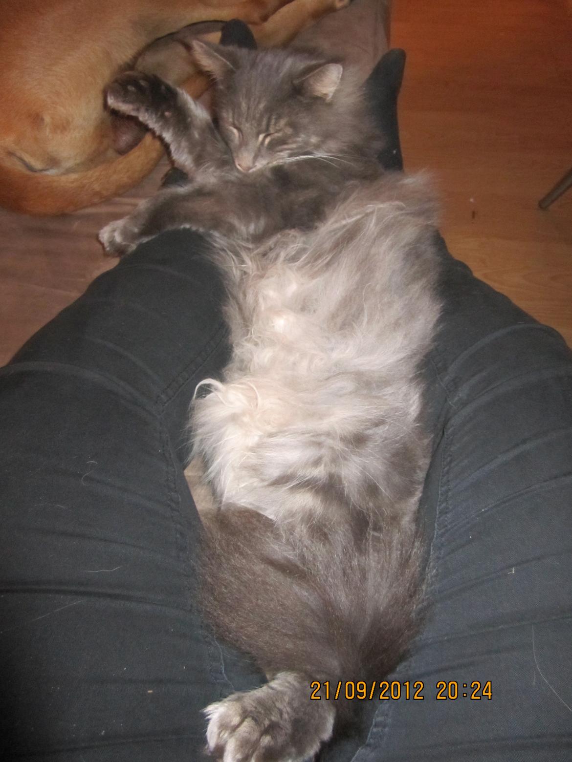 Maine Coon Bobby (hvil i fred <3) - putte mis (: billede 27