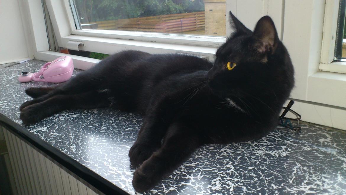 Huskat Piv billede 3