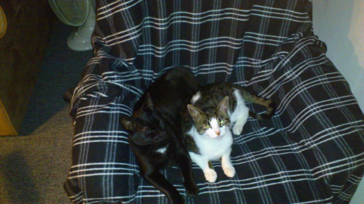 Huskat Piv billede 4