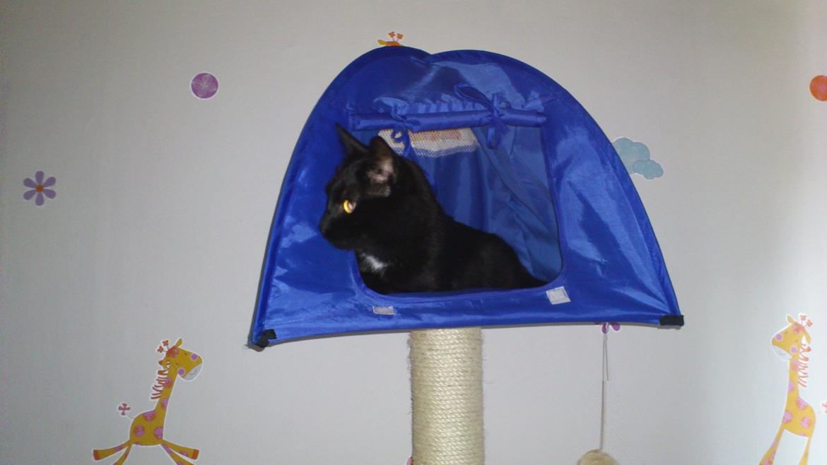 Huskat Piv billede 5