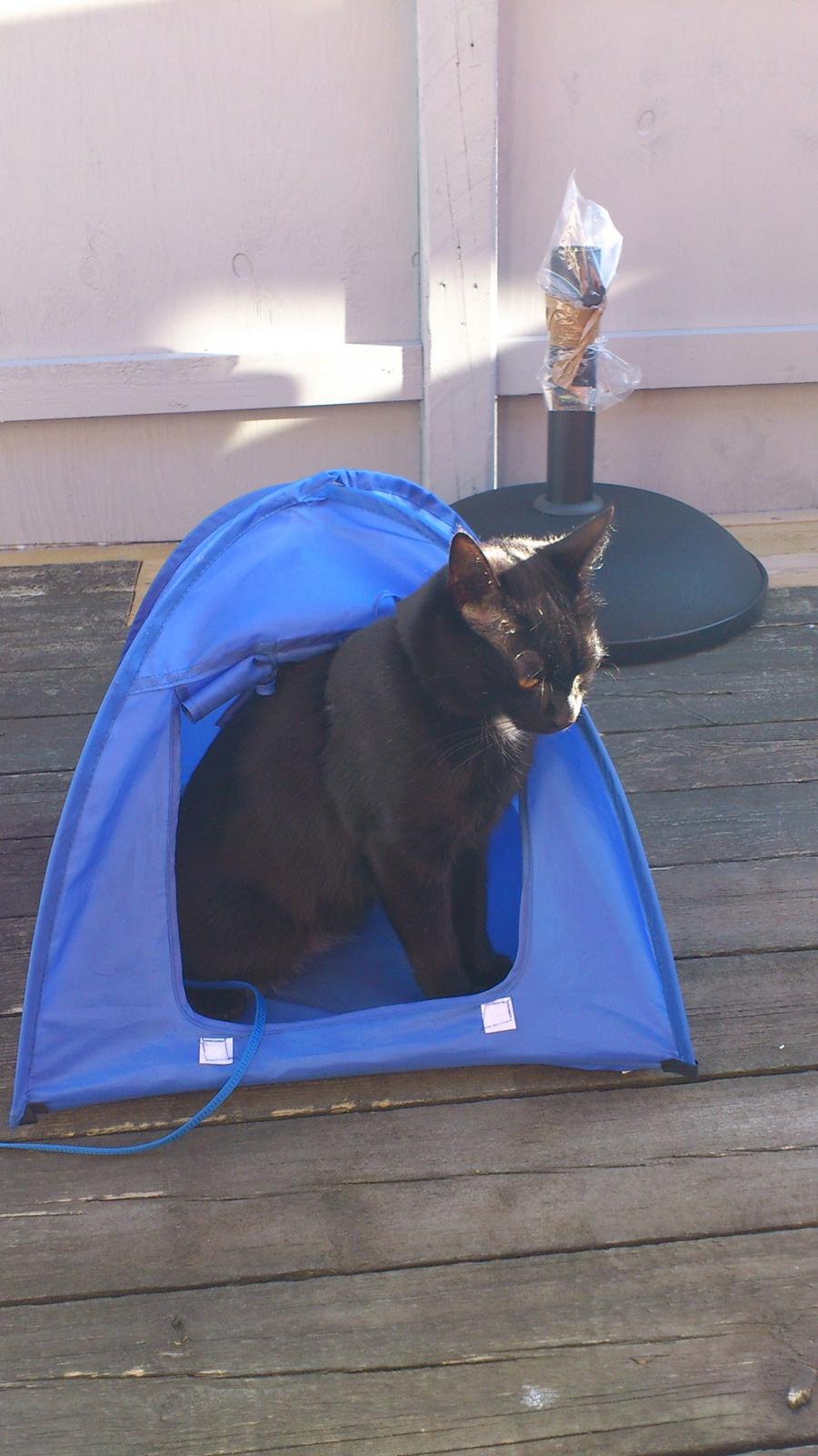 Huskat Piv billede 6