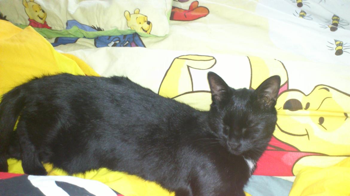 Huskat Piv billede 7