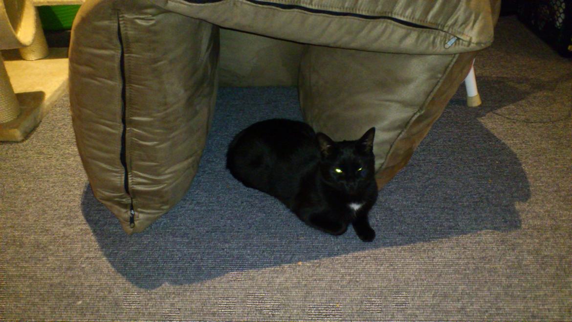 Huskat Piv billede 8