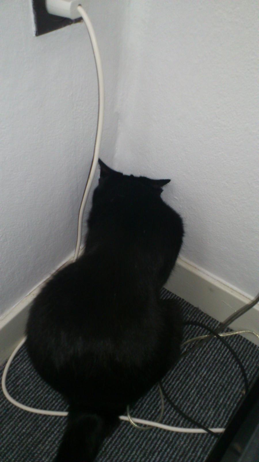 Huskat Piv billede 9