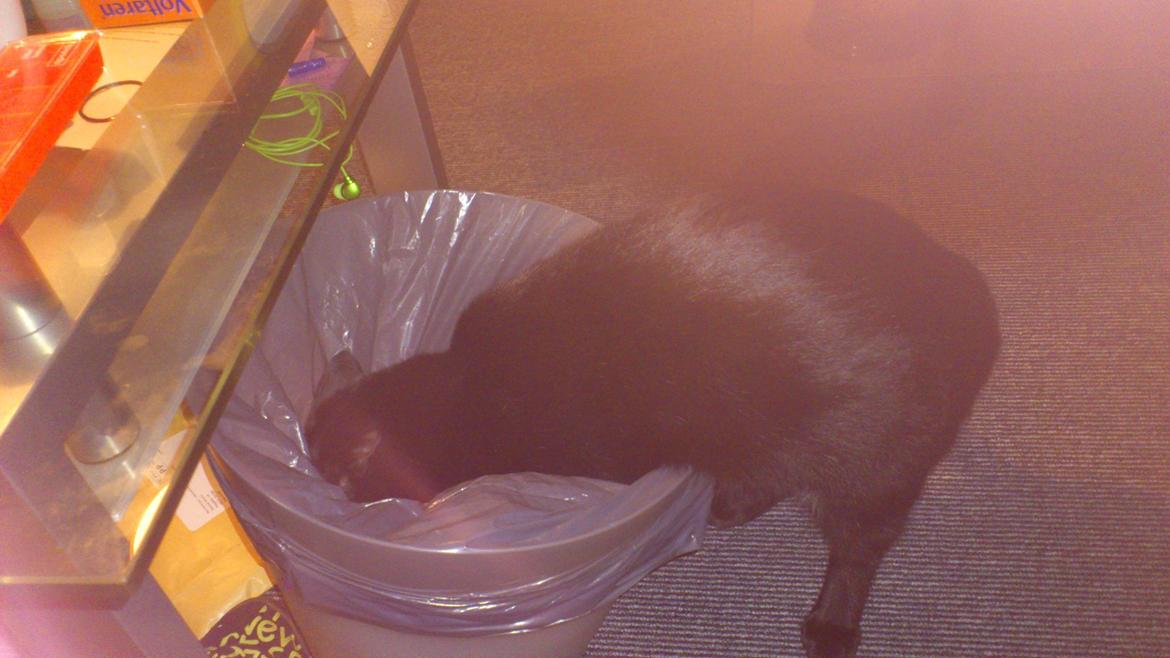 Huskat Piv billede 10