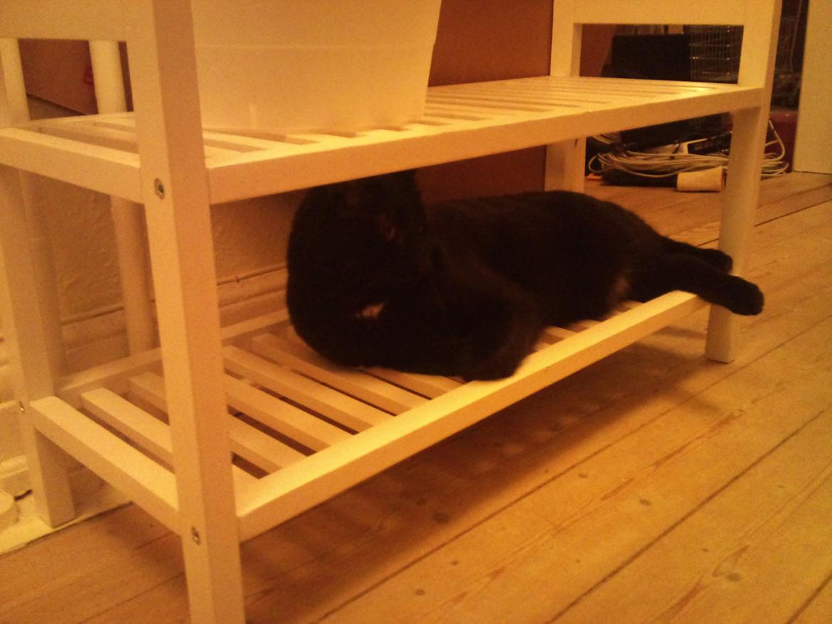 Huskat Piv billede 12