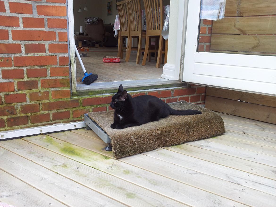 Huskat Piv billede 13