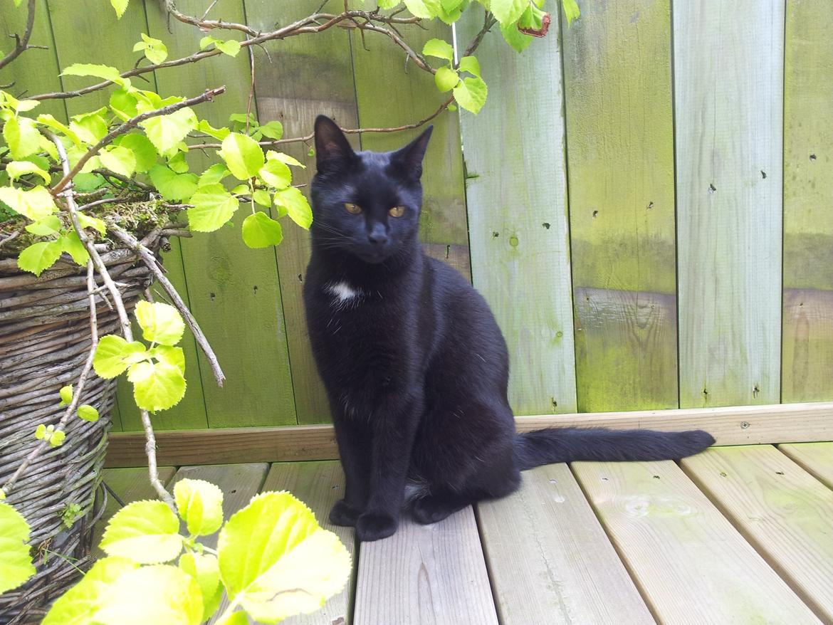 Huskat Piv billede 15