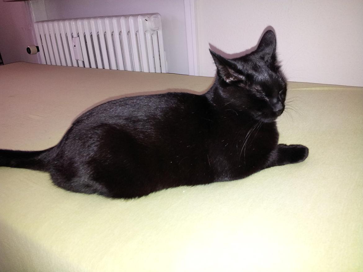 Huskat Piv billede 16