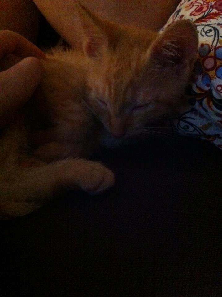 Huskat Mille billede 5