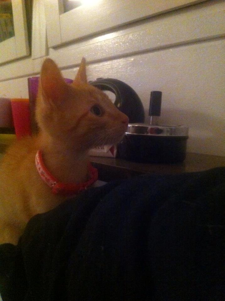 Huskat Mille billede 11