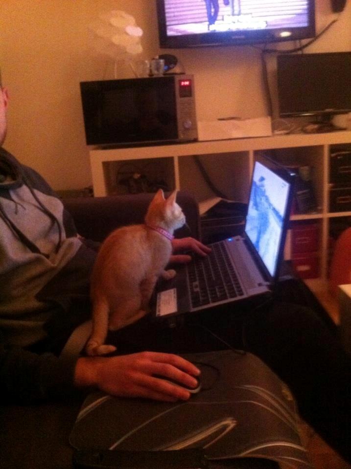 Huskat Mille - Jeg vil også være med!!! billede 16