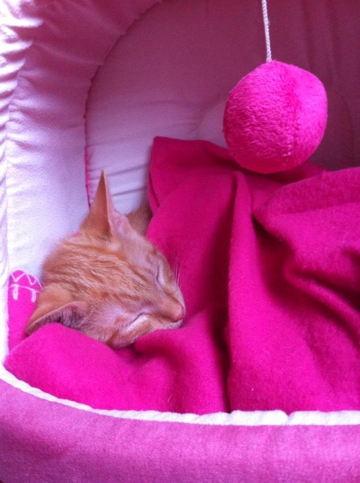 Huskat Mille - elsker at putte(: billede 18