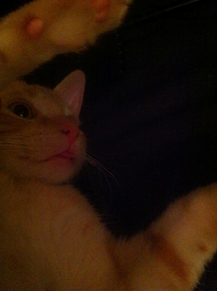 Huskat Mille - Uha jeg er en lille charmetrold !(: billede 20