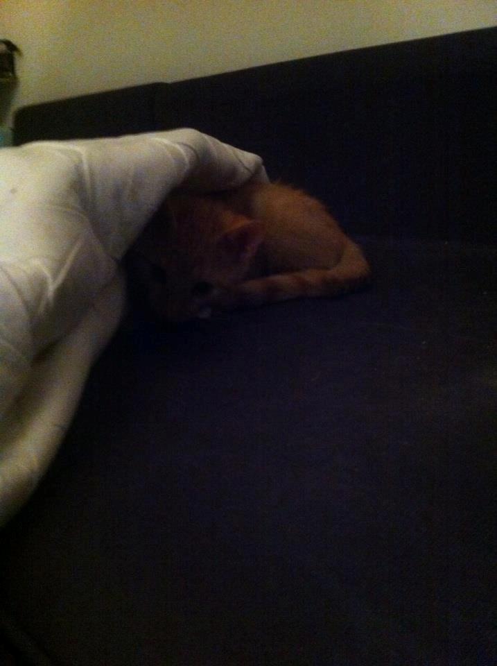 Huskat Mille - i kan ikke se mig :D billede 13