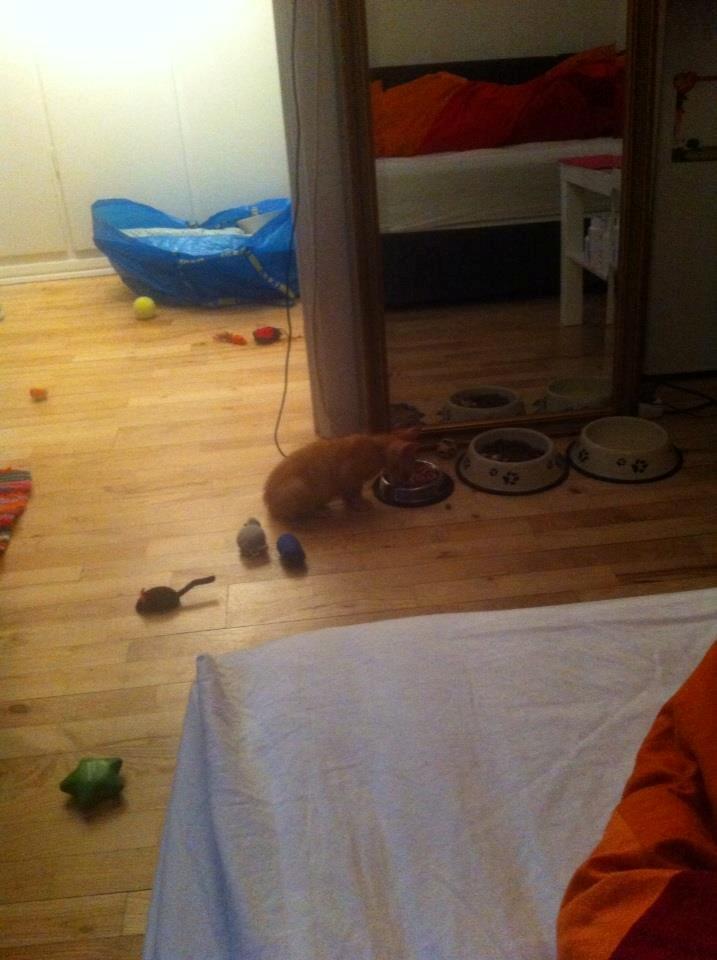 Huskat Mille billede 19