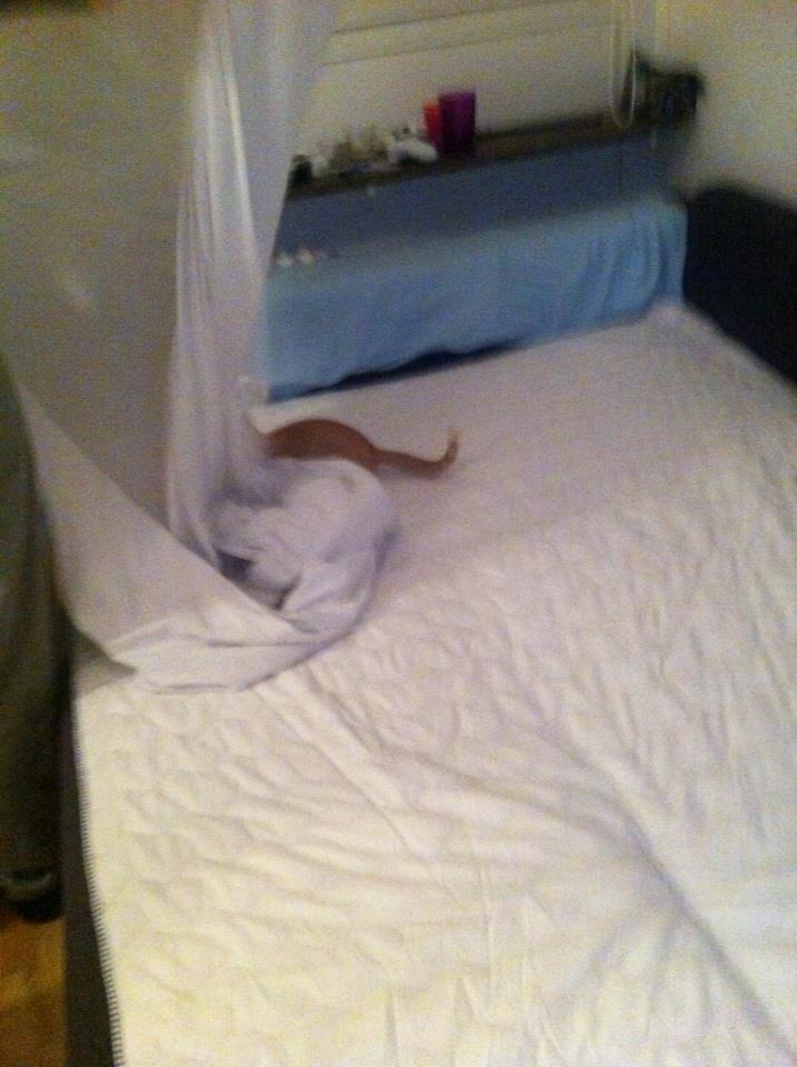 Huskat Mille billede 14