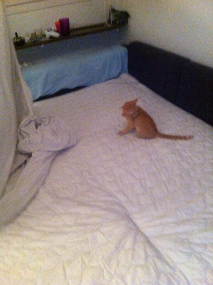 Huskat Mille billede 15