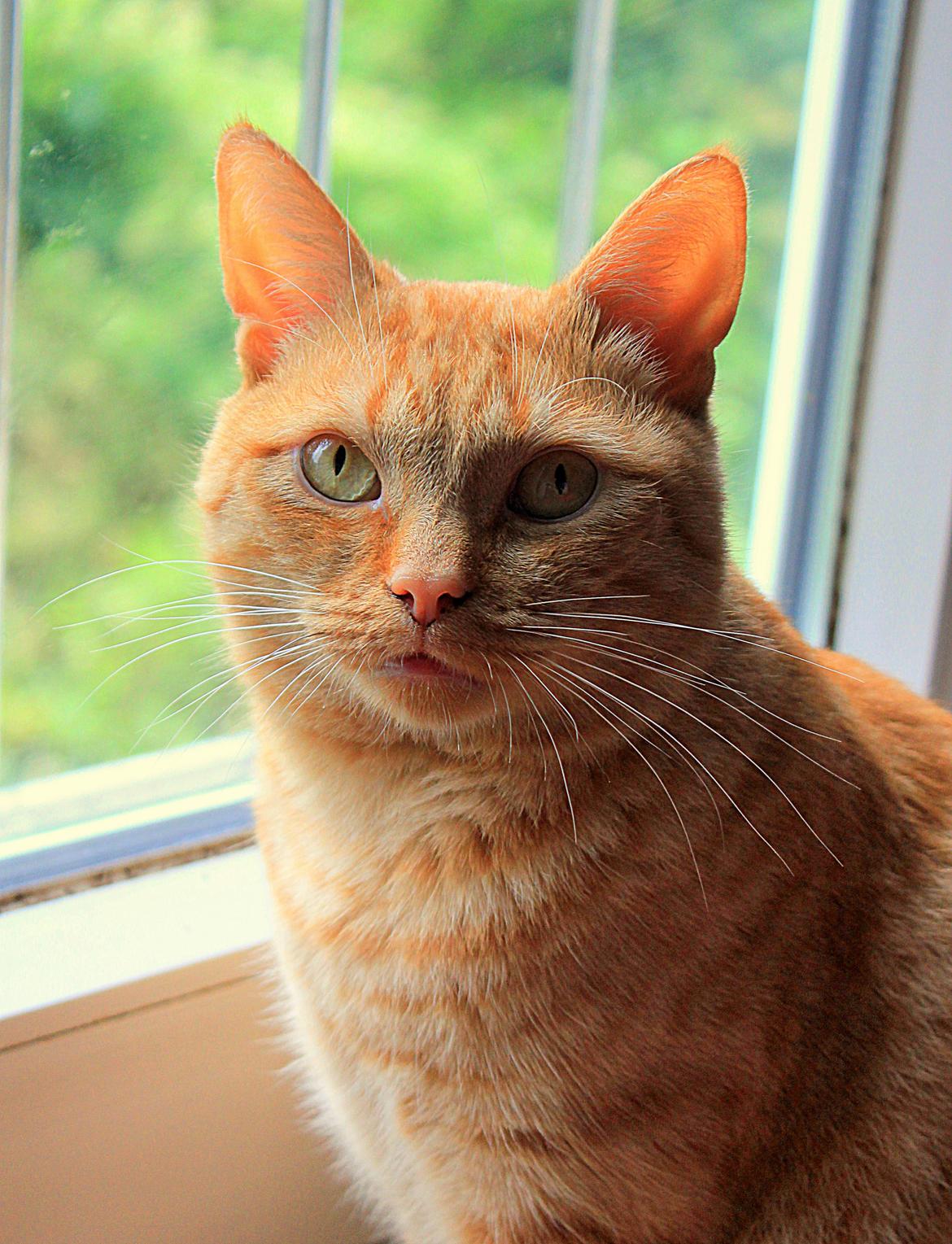 Huskat Kaiser billede 5