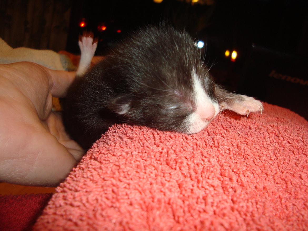 Blanding af racer Milo<3 R.I.P.<3 billede 1