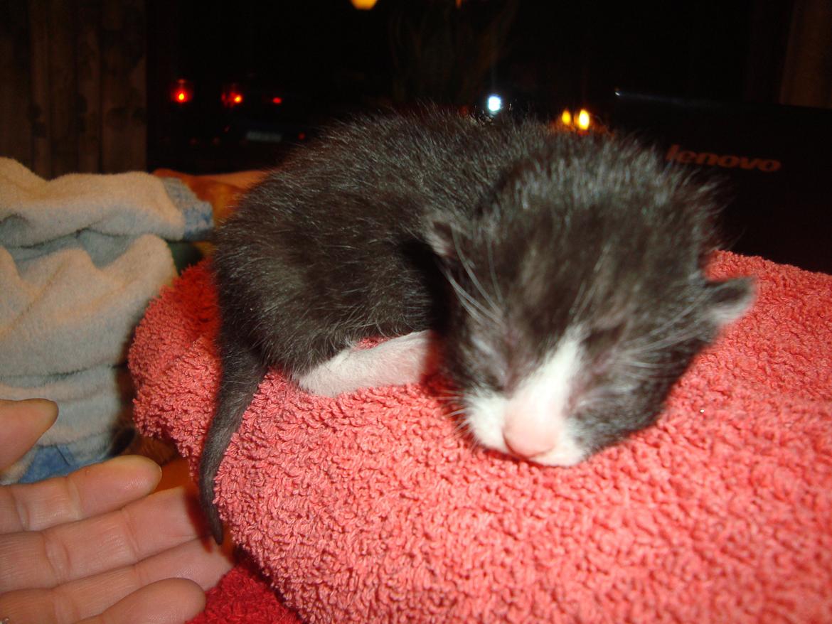 Blanding af racer Milo<3 R.I.P.<3 billede 2