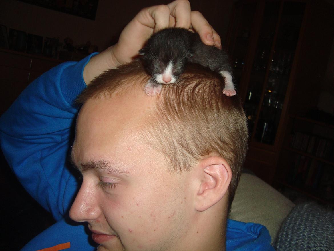 Blanding af racer Milo<3 R.I.P.<3 billede 3