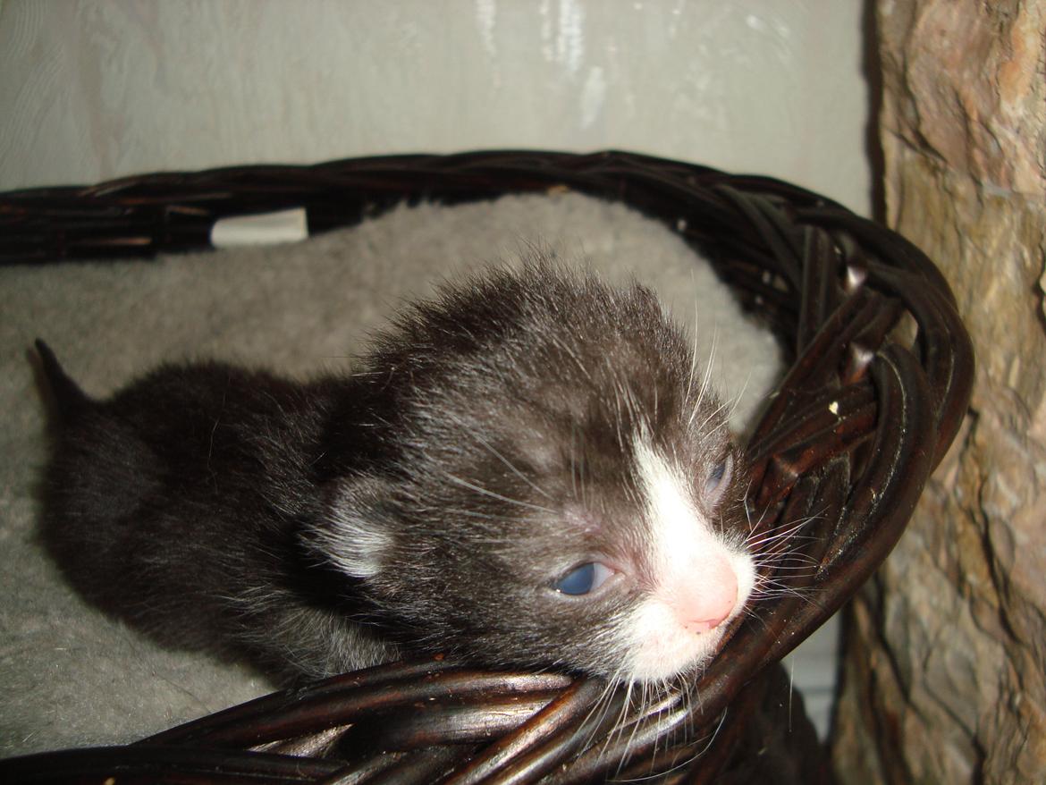 Blanding af racer Milo<3 R.I.P.<3 billede 4