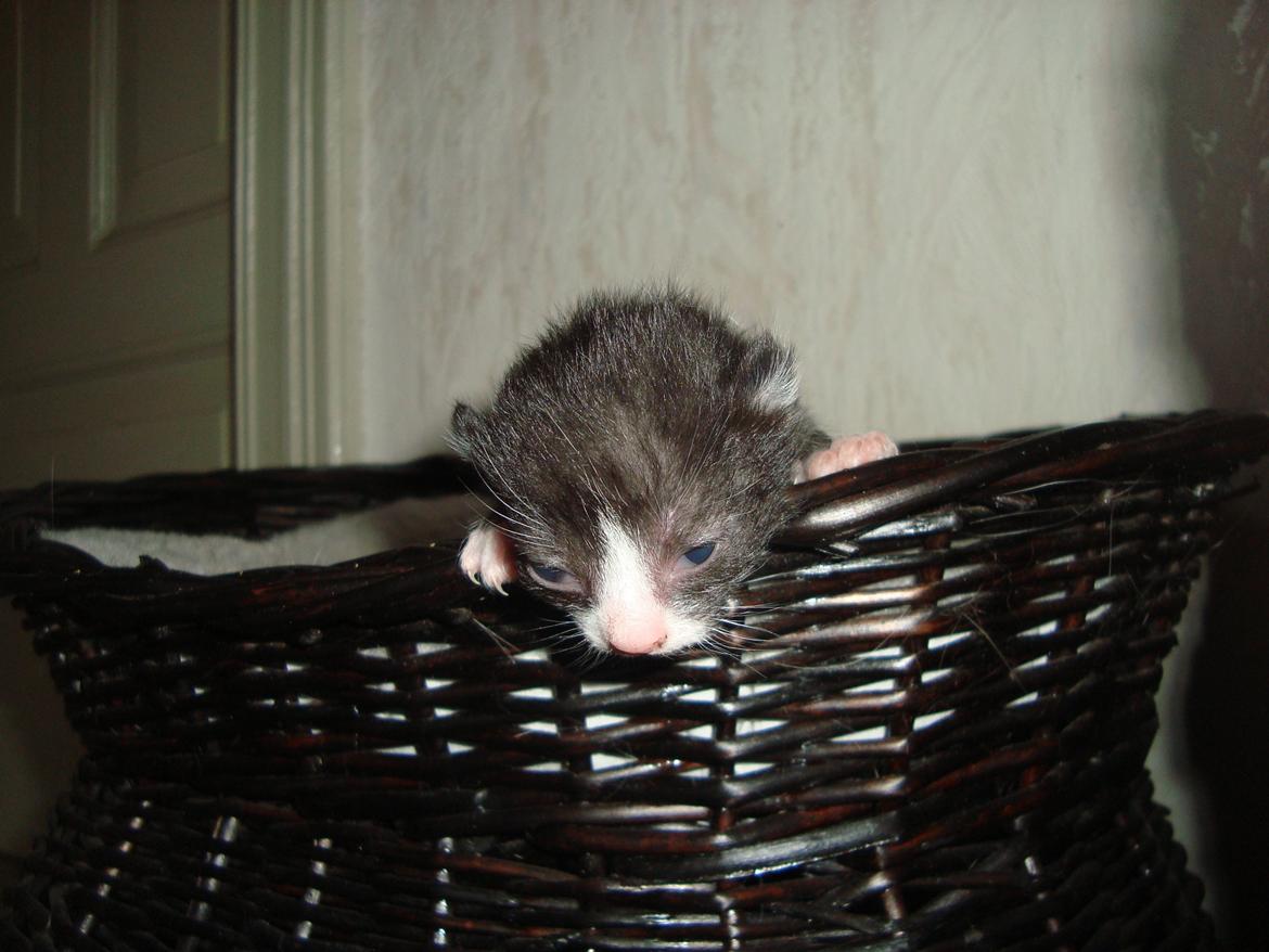 Blanding af racer Milo<3 R.I.P.<3 billede 5