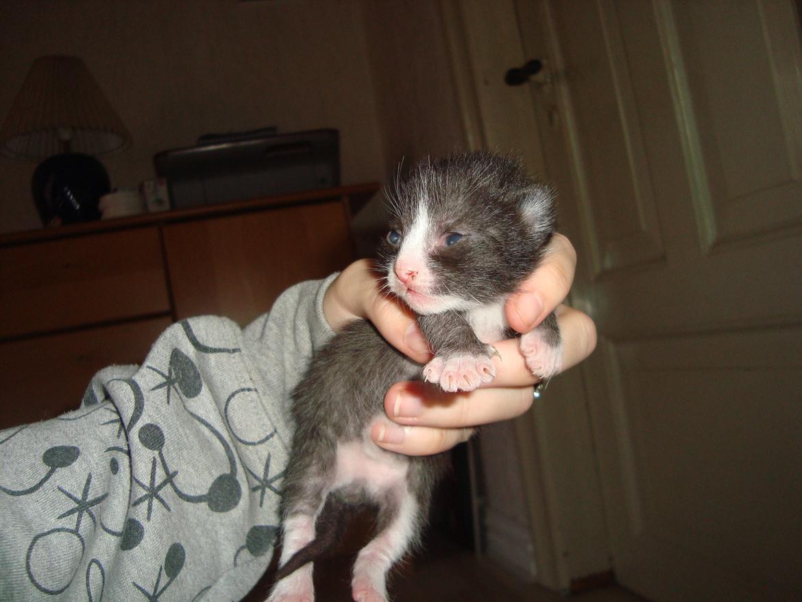 Blanding af racer Milo<3 R.I.P.<3 billede 6