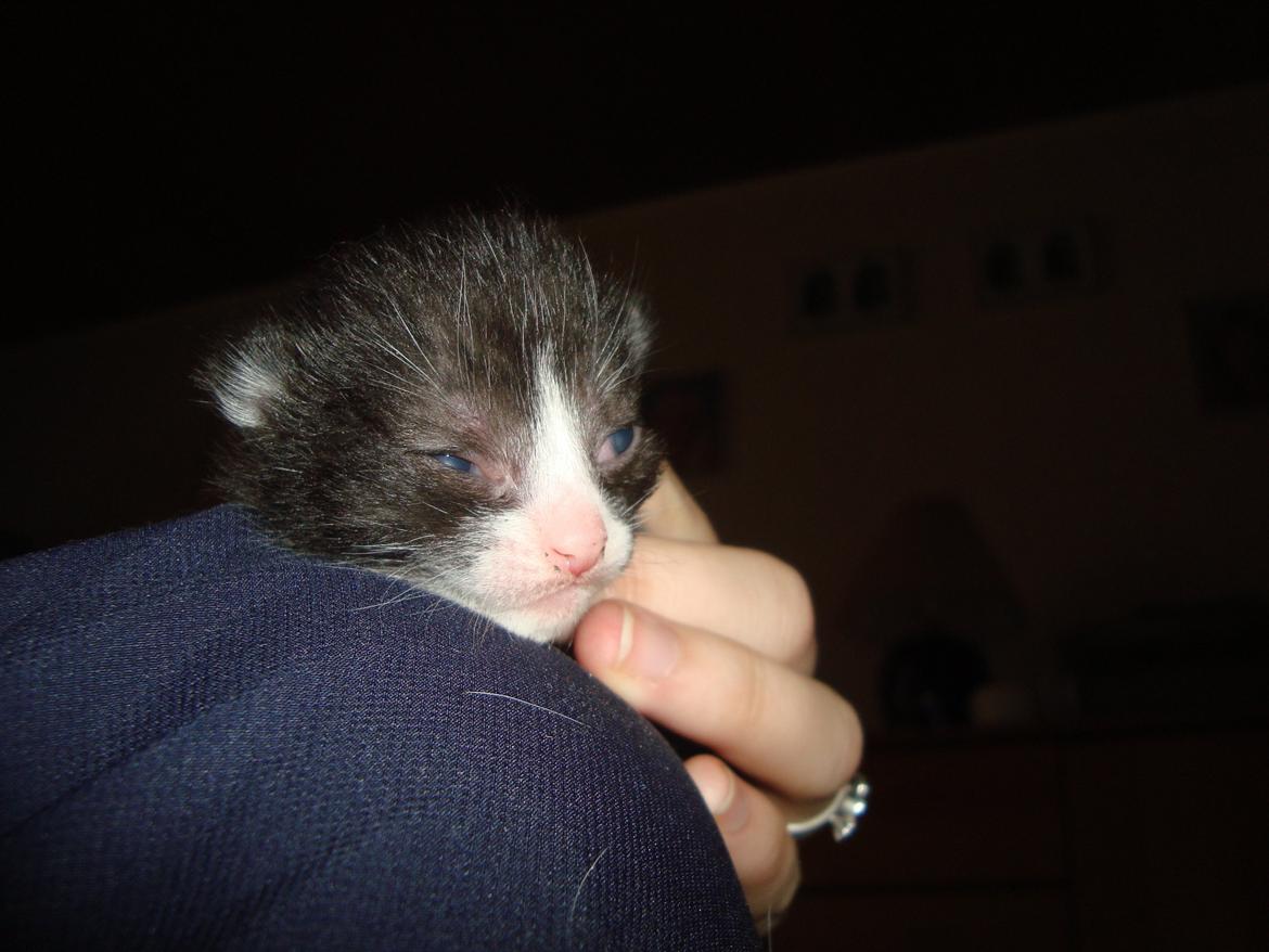 Blanding af racer Milo<3 R.I.P.<3 billede 7