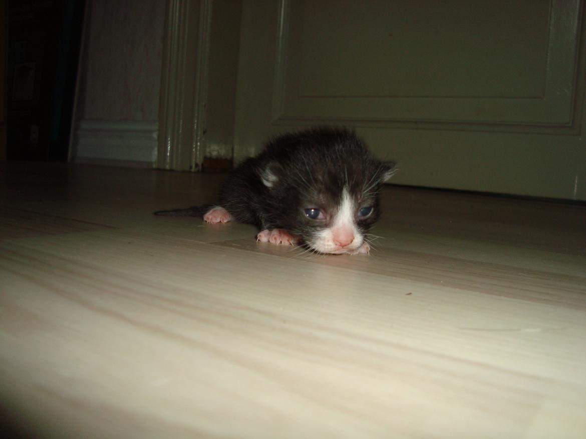 Blanding af racer Milo<3 R.I.P.<3 billede 8