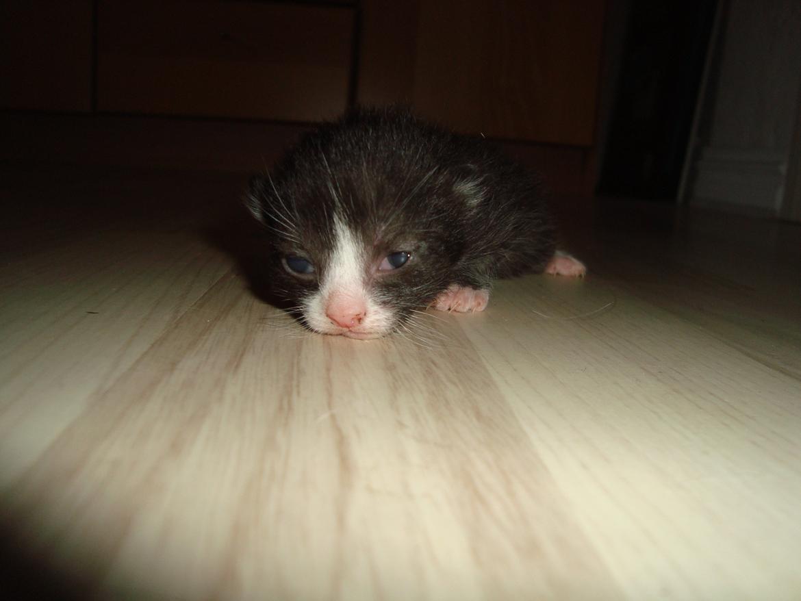 Blanding af racer Milo<3 R.I.P.<3 billede 9