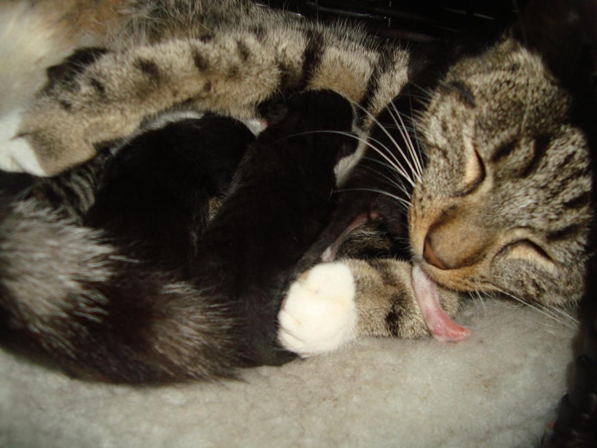 Blanding af racer Milo<3 R.I.P.<3 billede 10