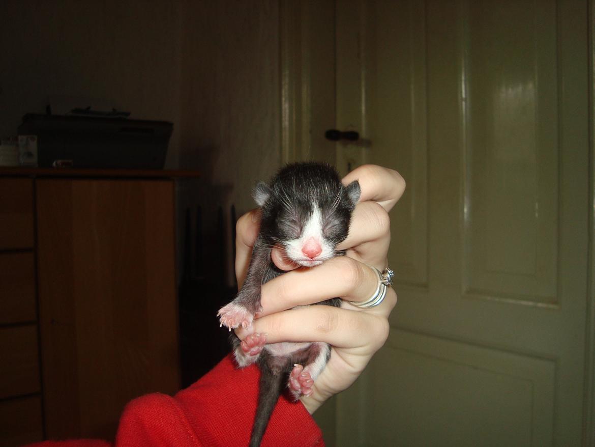 Blanding af racer Milo<3 R.I.P.<3 billede 11