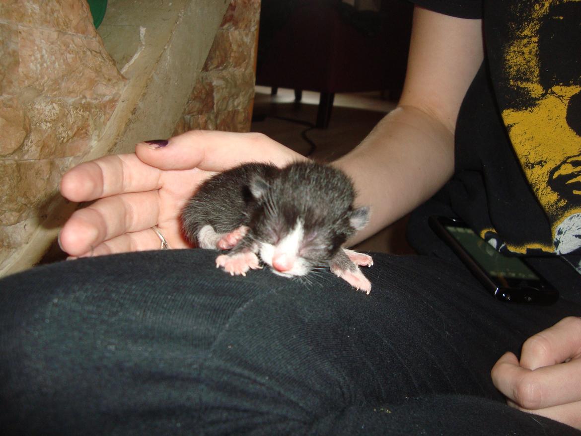 Blanding af racer Milo<3 R.I.P.<3 billede 12