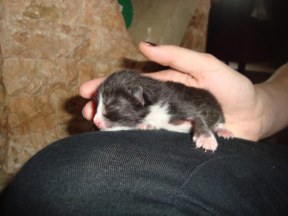 Blanding af racer Milo<3 R.I.P.<3 billede 13