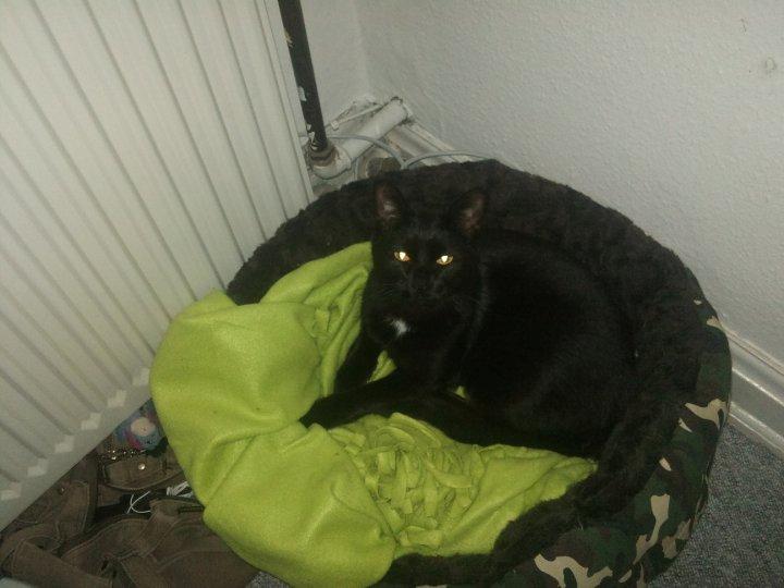 Huskat Piv billede 17