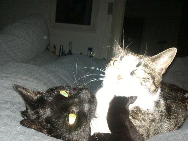 Huskat Piv billede 18