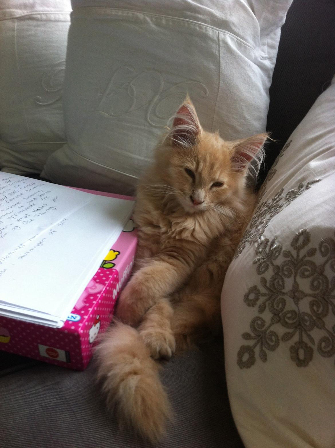 Maine Coon Tofee - Som killing  billede 8