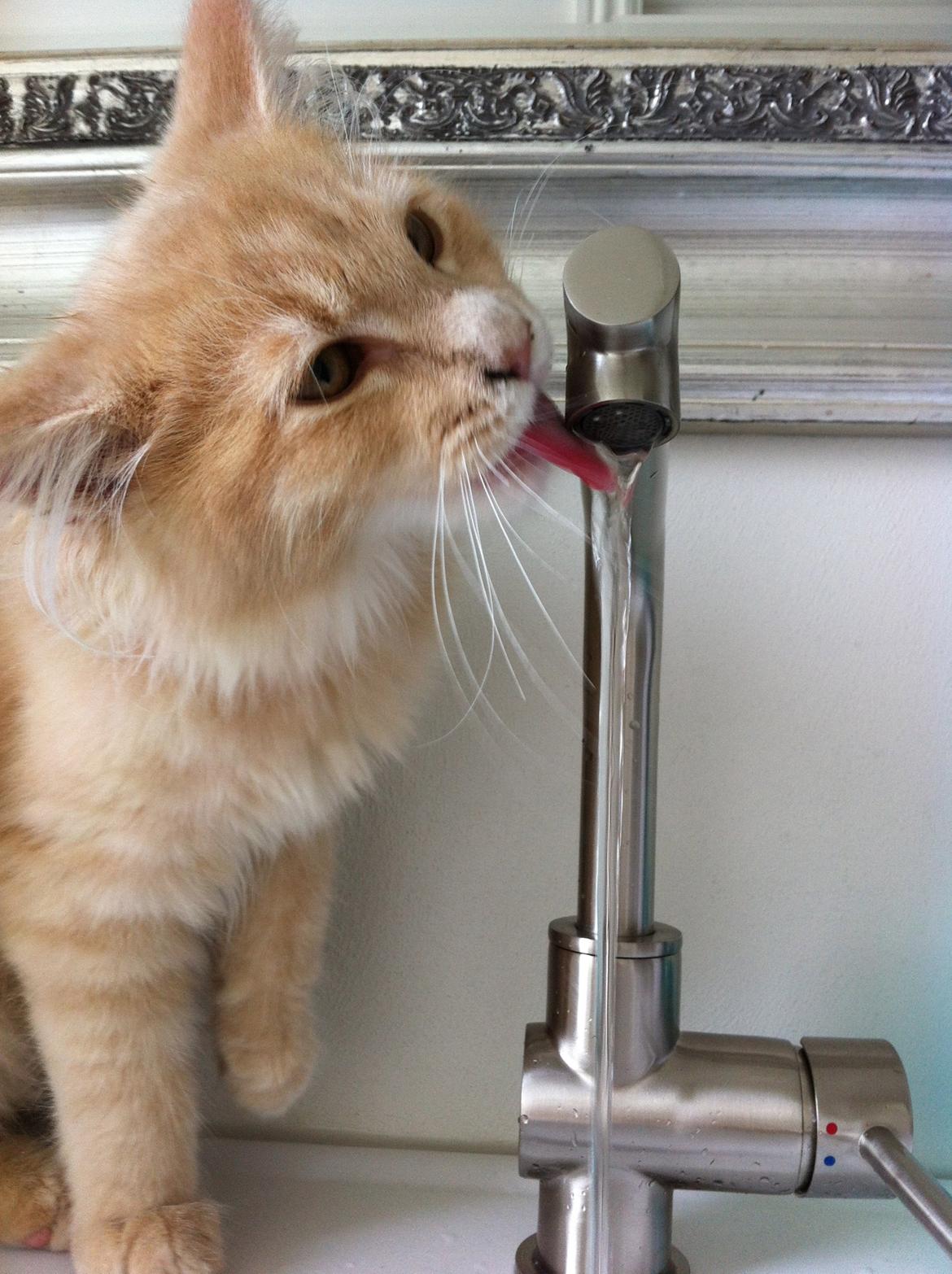 Maine Coon Tofee - Som killing  billede 9