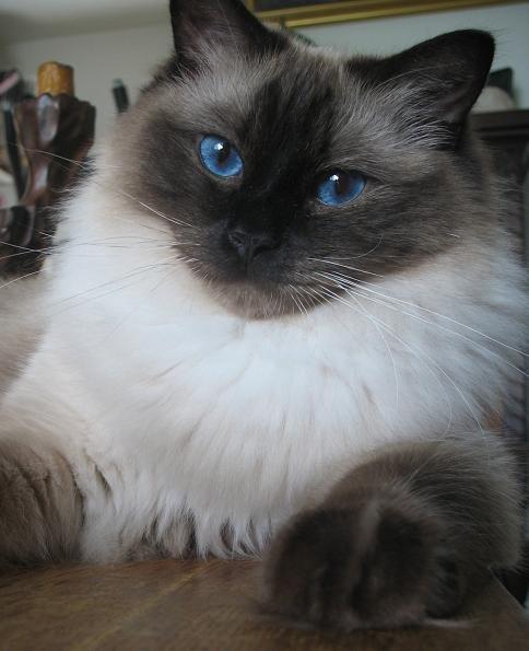 Ragdoll Kashmir - Aw <3 billede 3