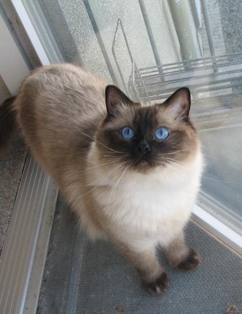 Ragdoll Kashmir - "Må jeg også komme med ud på altanen?" billede 2